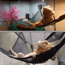 Rede Respirável para Lagartos e Iguanas - Conforto e Versatilidade