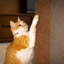 Arranhador Adesivo para Gatos - Proteção para Sofá e Cama Box