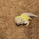 Tapete de Fibra de Coco para Terrários - Natural e Versátil