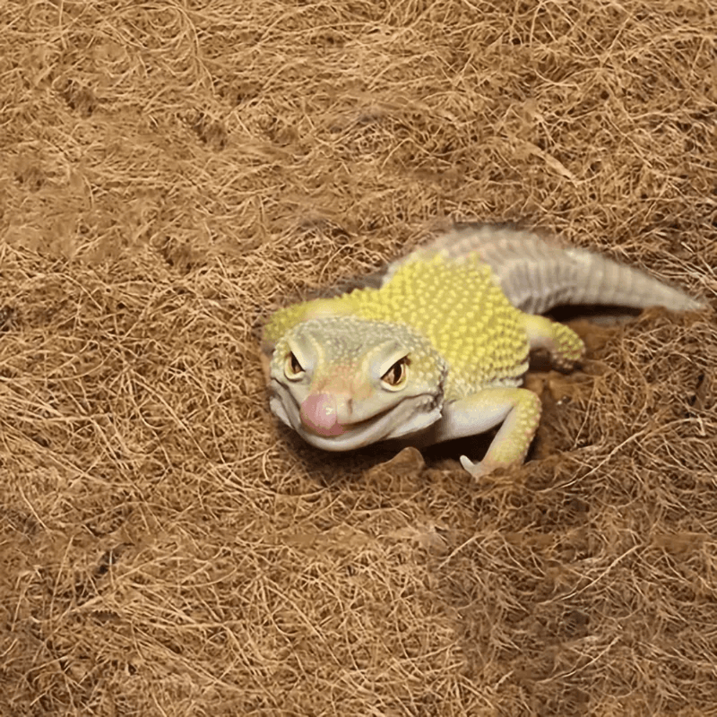 Tapete de Fibra de Coco para Terrários - Natural e Versátil