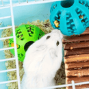Bola Interativa de Forrageamento para Pequenos Animais - Alimentador e Brinquedo