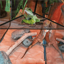 Rede Respirável para Lagartos e Iguanas - Conforto e Versatilidade